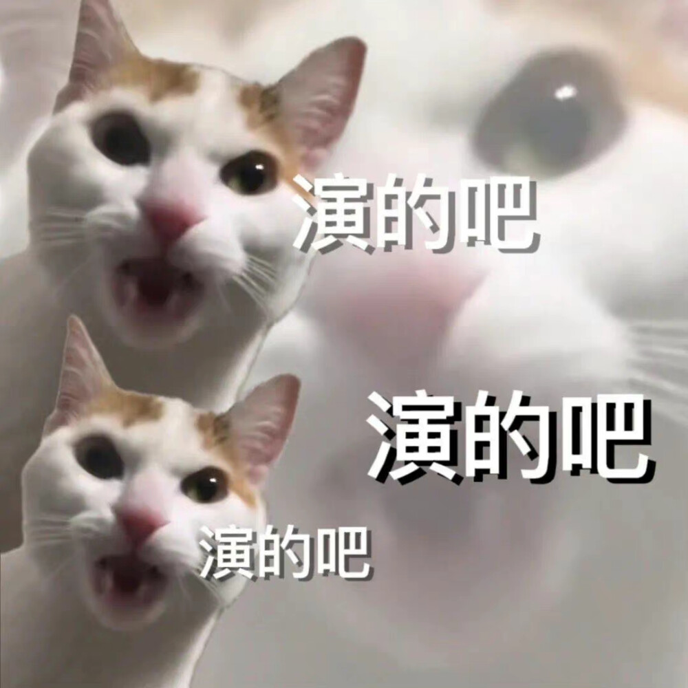 猫咪表情包