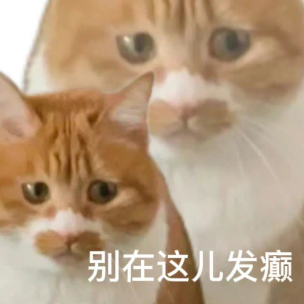 猫咪表情包