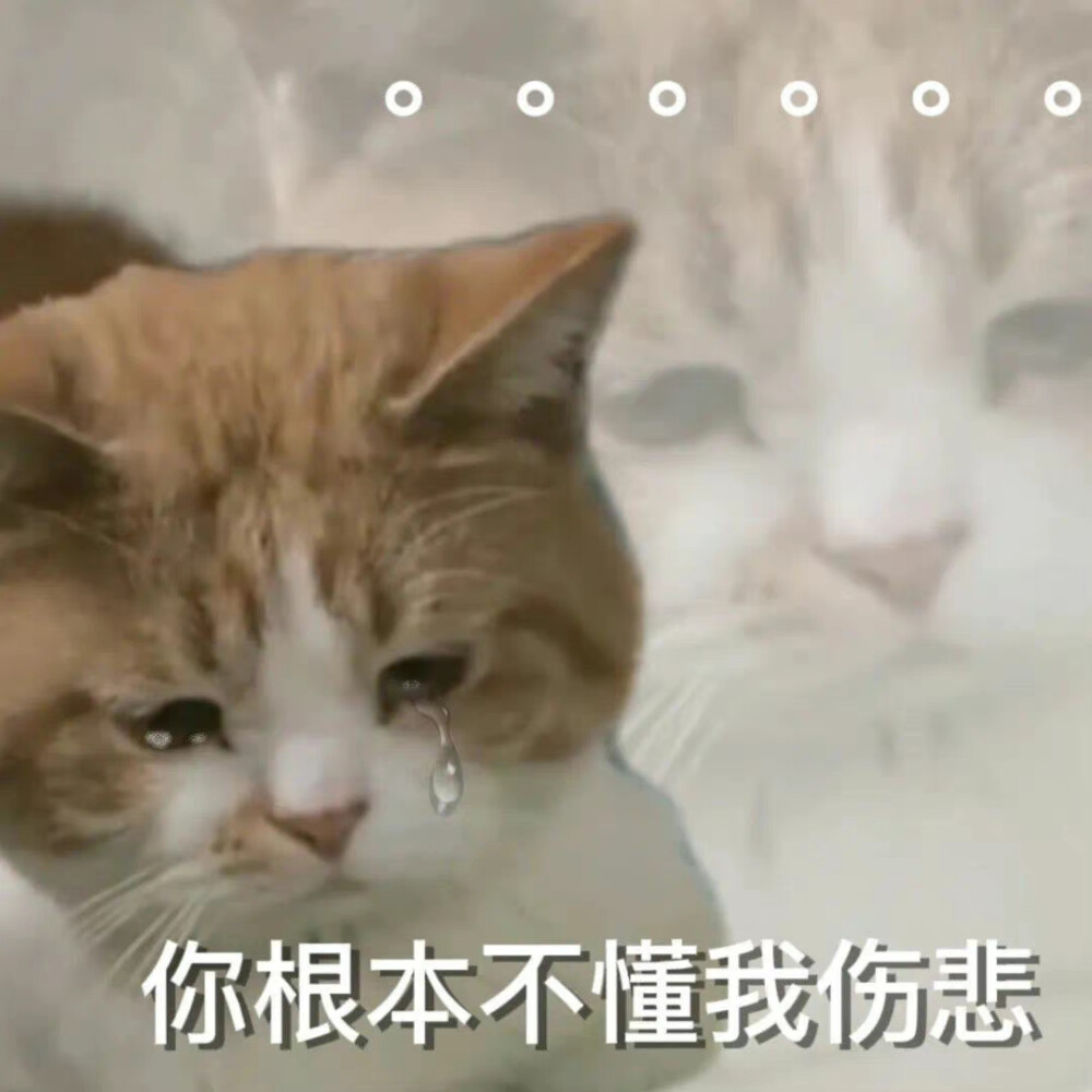 猫咪表情包