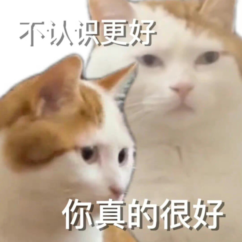 猫咪表情包