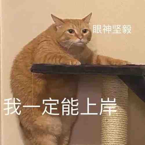 猫咪表情包