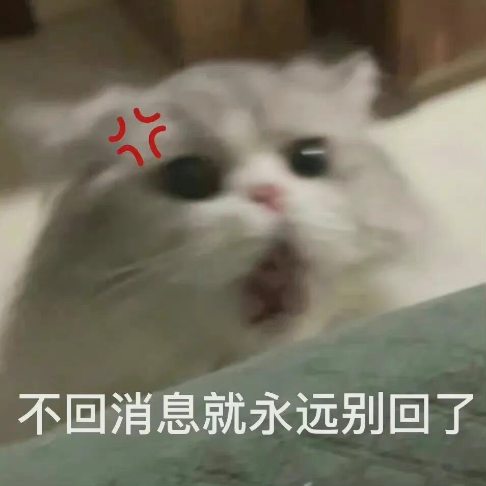 猫咪表情包