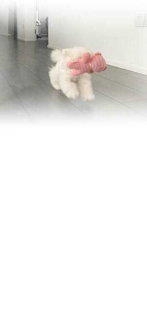 壁纸