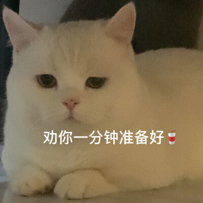 可爱猫咪表情包ｸﾞｯ!(๑•̀ㅂ•́)و✧