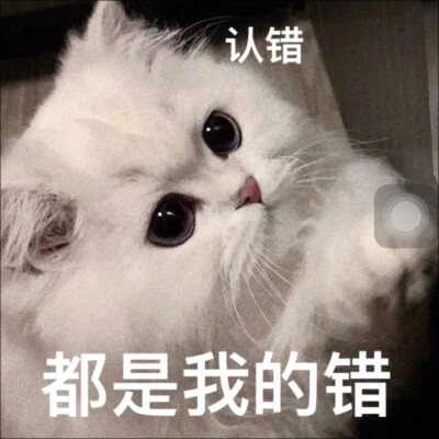 可爱猫咪表情包ｸﾞｯ!(๑•̀ㅂ•́)و✧