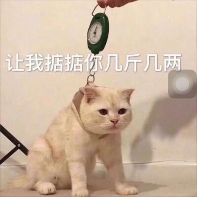 可爱猫咪表情包ｸﾞｯ!(๑•̀ㅂ•́)و✧