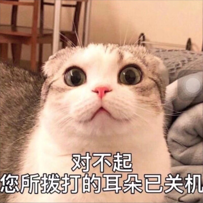 可爱猫咪表情包ｸﾞｯ!(๑•̀ㅂ•́)و✧