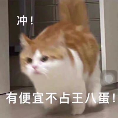 可爱猫咪表情包ｸﾞｯ!(๑•̀ㅂ•́)و✧