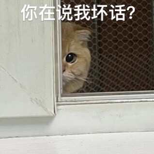 可爱小猫咪