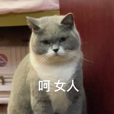 可爱小猫咪