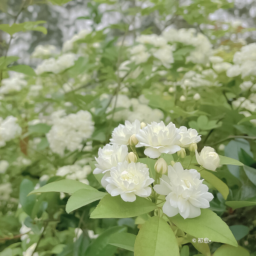 情话不重要你知道我爱你就好.
.
阭池
©许淮颂