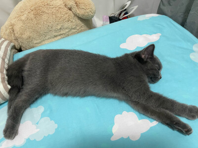 糕、