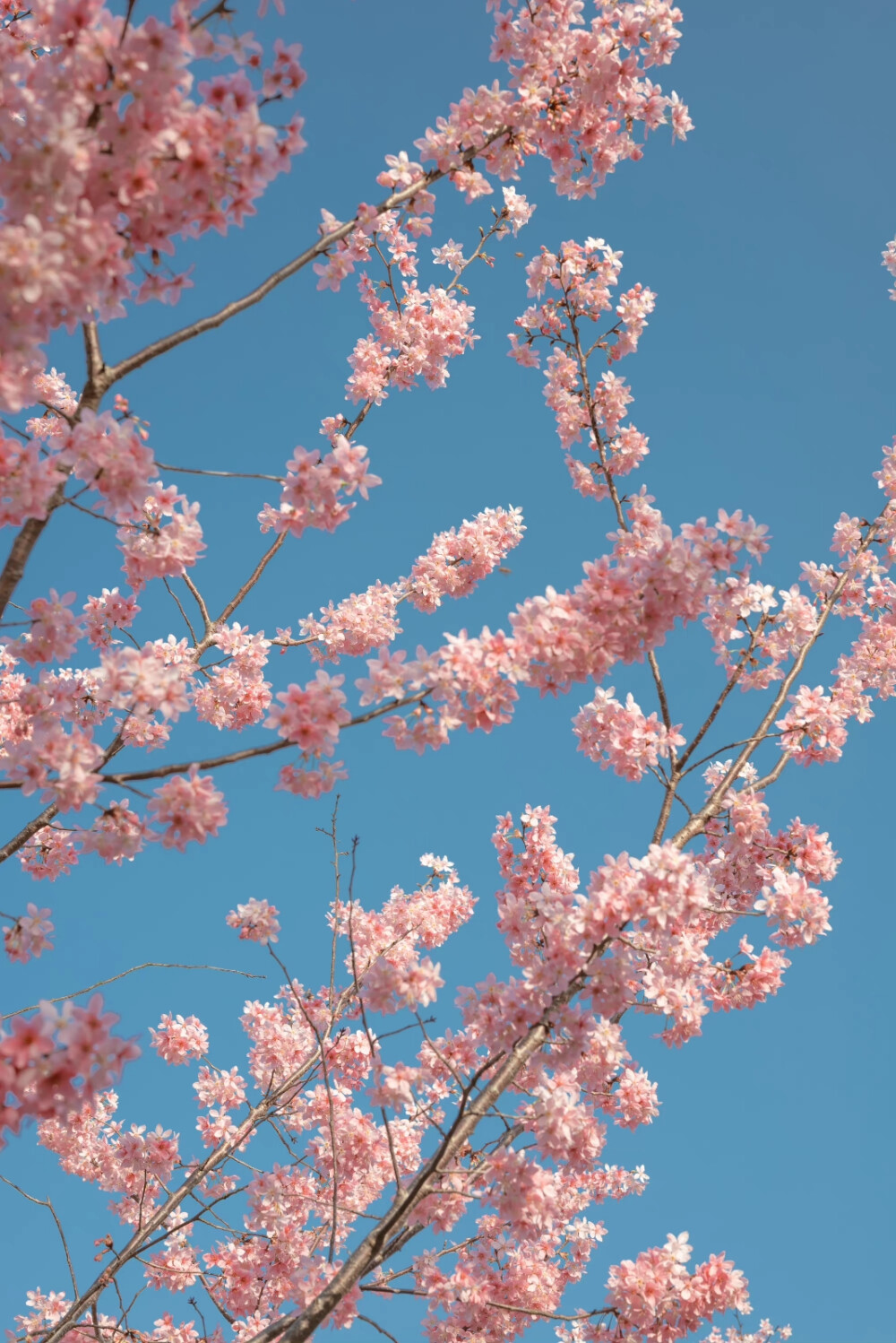 躺在樱花树下那天 ​​​
摄影@涉水的大象