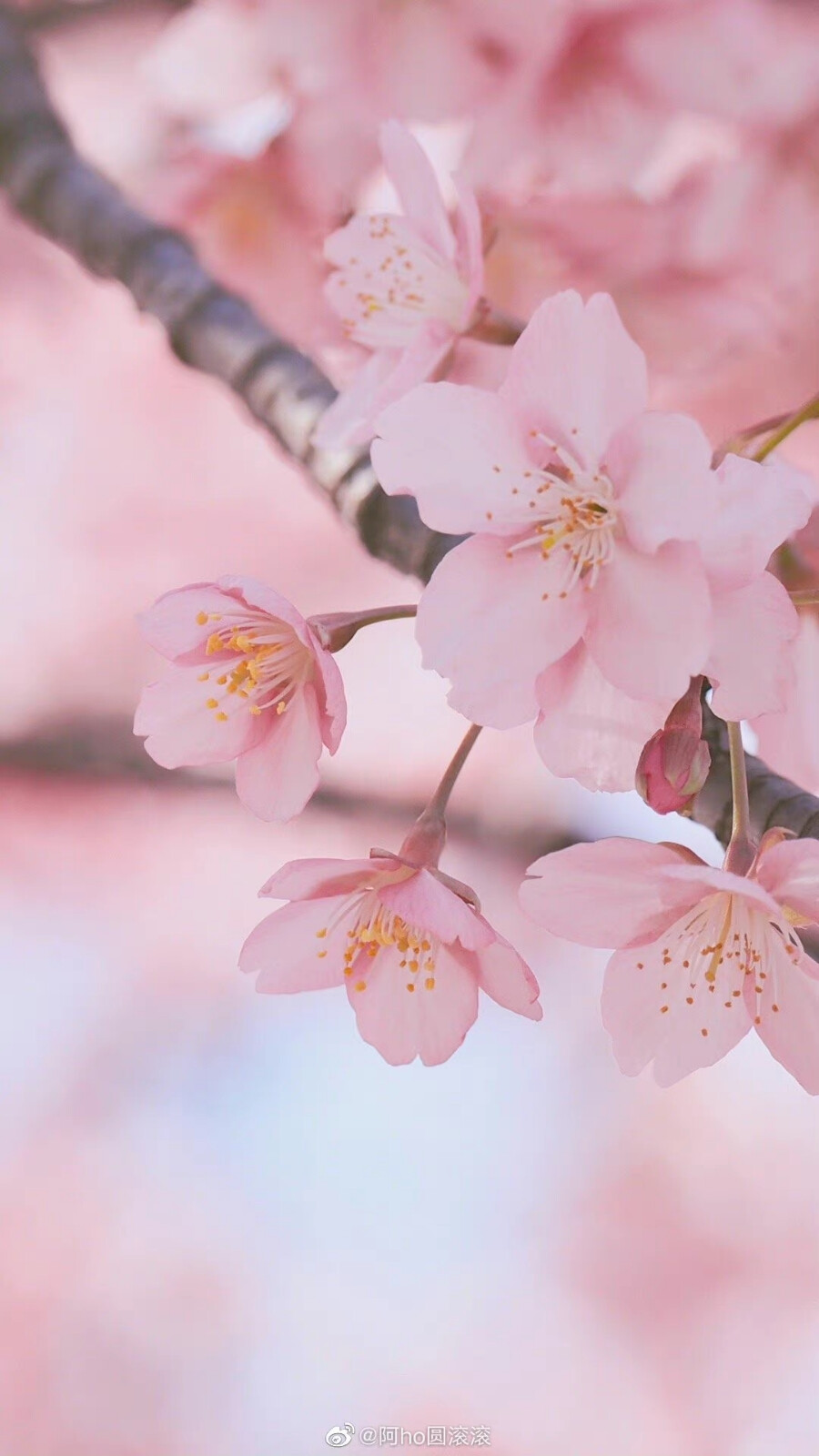 #摄影##上海#
沪上春花集（13）春日和暖，送你一片粉色樱花海
摄影@阿ho圆滚滚
#唯美春日“云”上见##春日氛围感大赛# （上海植物园） ​​​