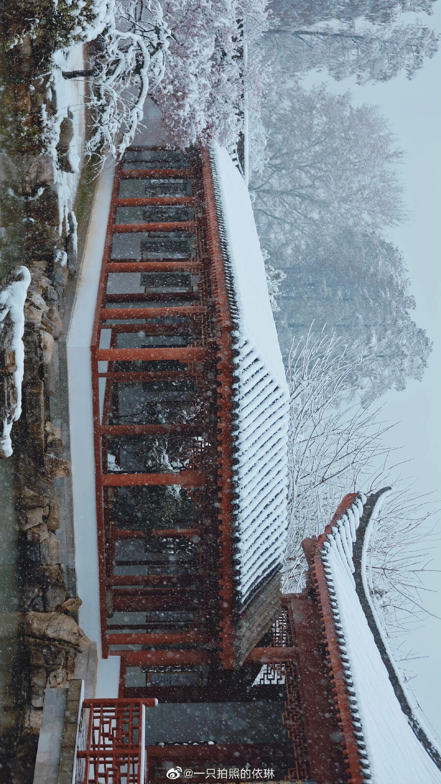 白雪却嫌春色晚，故穿庭树作飞花。
2022.2.7拍摄于东湖梅园
摄影@一只拍照的依琳
#武汉被暴雪刷白了##武汉下雪# ​​​