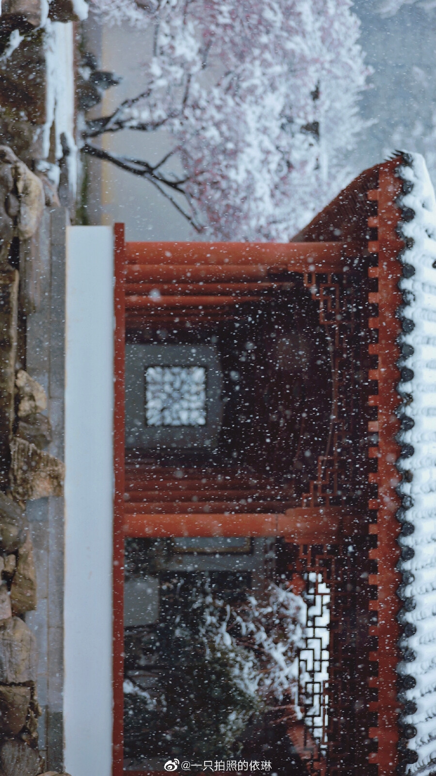 白雪却嫌春色晚，故穿庭树作飞花。
2022.2.7拍摄于东湖梅园
摄影@一只拍照的依琳
#武汉被暴雪刷白了##武汉下雪# ​​​