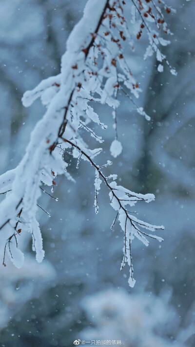 白雪却嫌春色晚，故穿庭树作飞花。
2022.2.7拍摄于东湖梅园
摄影@一只拍照的依琳
#武汉被暴雪刷白了##武汉下雪# ​​​