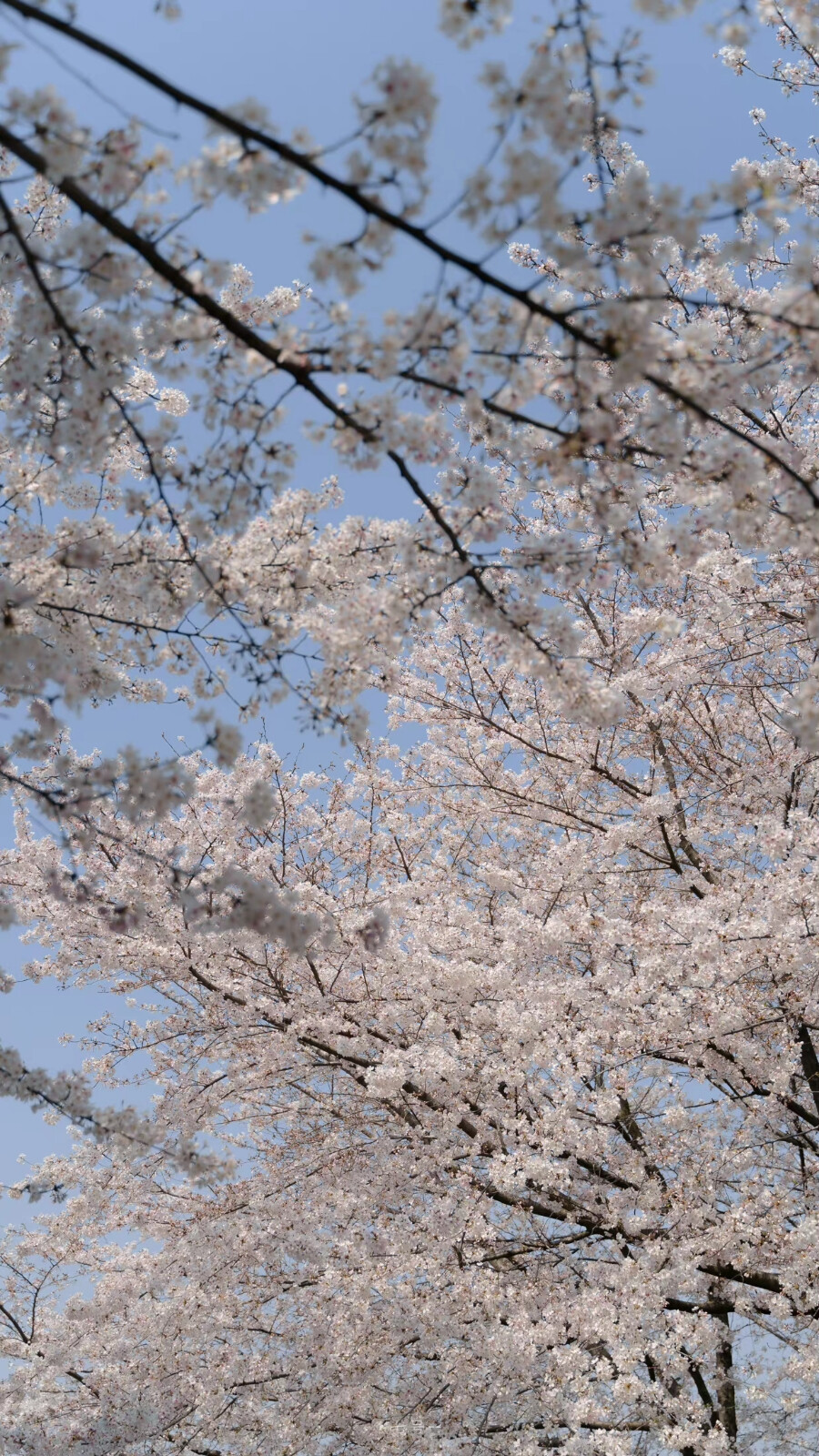 春天快乐。
摄影：@七号-- ​