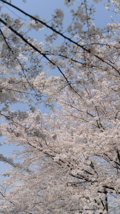 春天快乐。
摄影：@七号-- ​