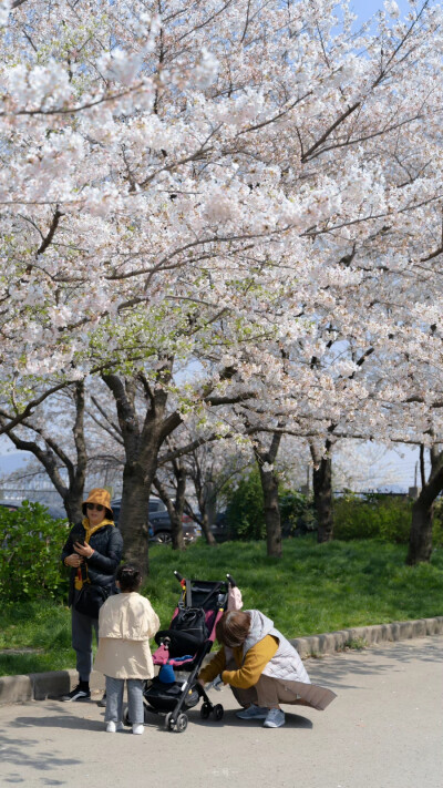 春天快乐。
摄影：@七号-- ​