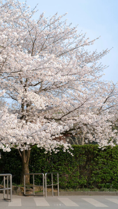 春天快乐。
摄影：@七号-- ​