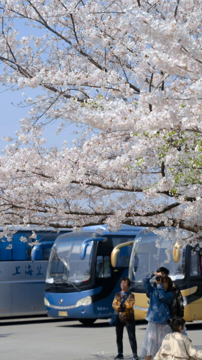 春天快乐。
摄影：@七号-- ​