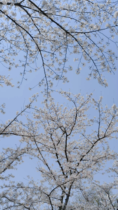 春天快乐。
摄影：@七号-- ​