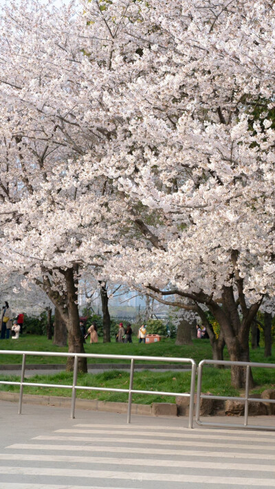 春天快乐。
摄影：@七号-- ​