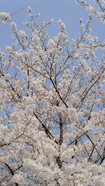 春天快乐。
摄影：@七号-- ​