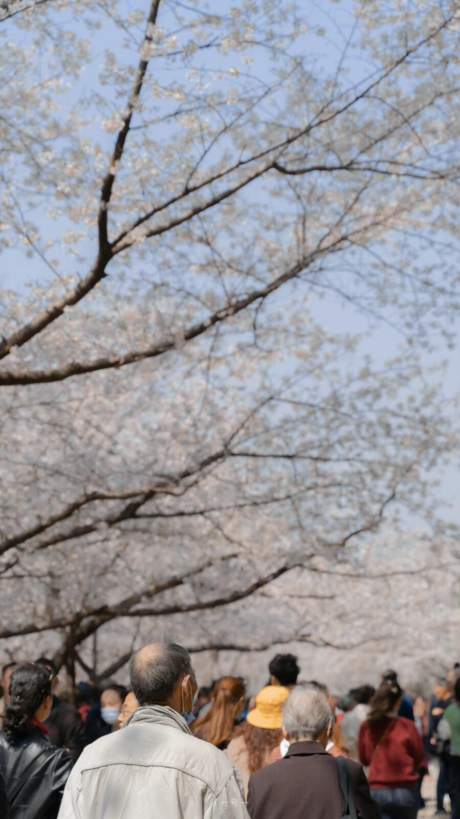 春天快乐。
摄影：@七号-- ​