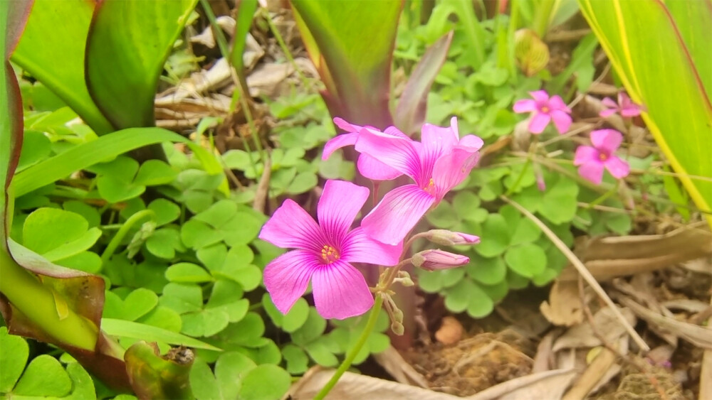 美丽吉安之赏花系列：红花酢浆草花开艳丽