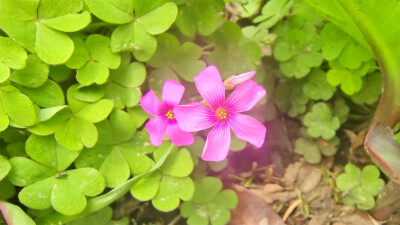 美丽吉安之赏花系列：红花酢浆草花开艳丽