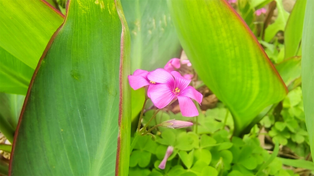 美丽吉安之赏花系列：红花酢浆草花开艳丽