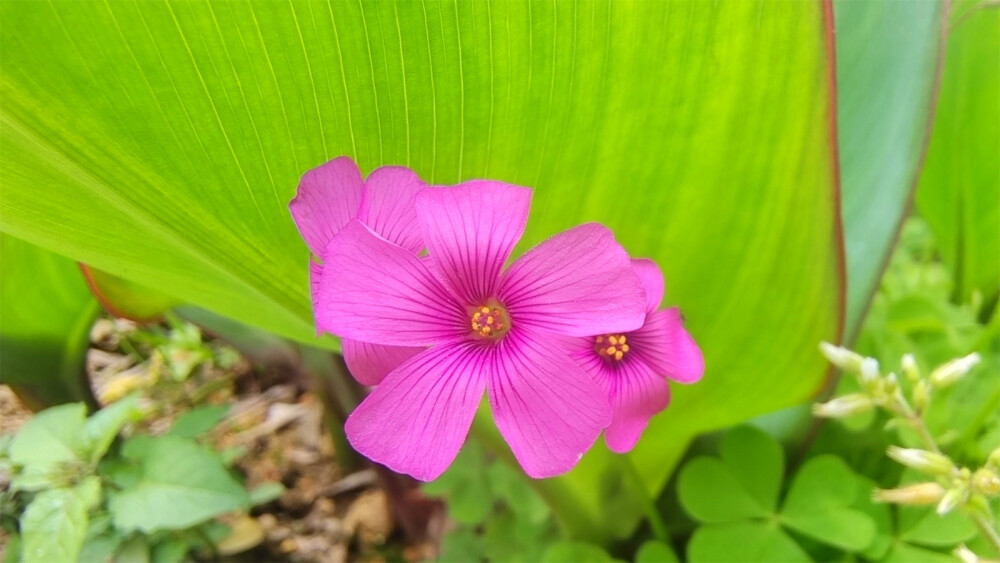 美丽吉安之赏花系列：红花酢浆草花开艳丽