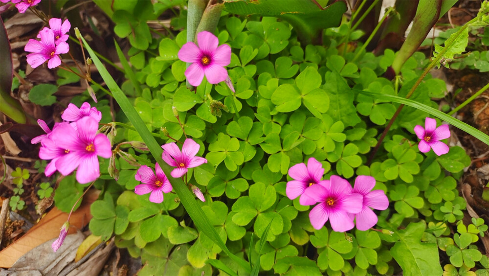 美丽吉安之赏花系列：红花酢浆草花开艳丽