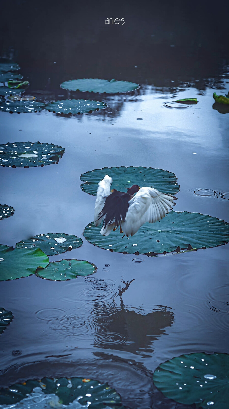 煙雨入江南
