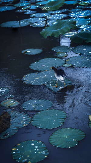 烟雨入江南
