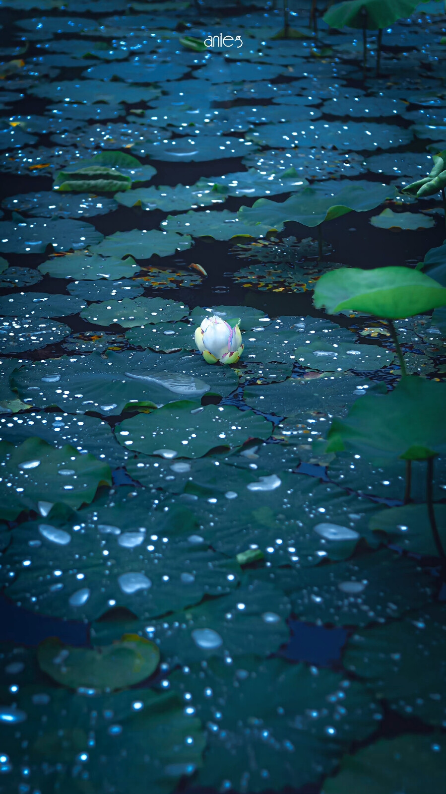 煙雨入江南
