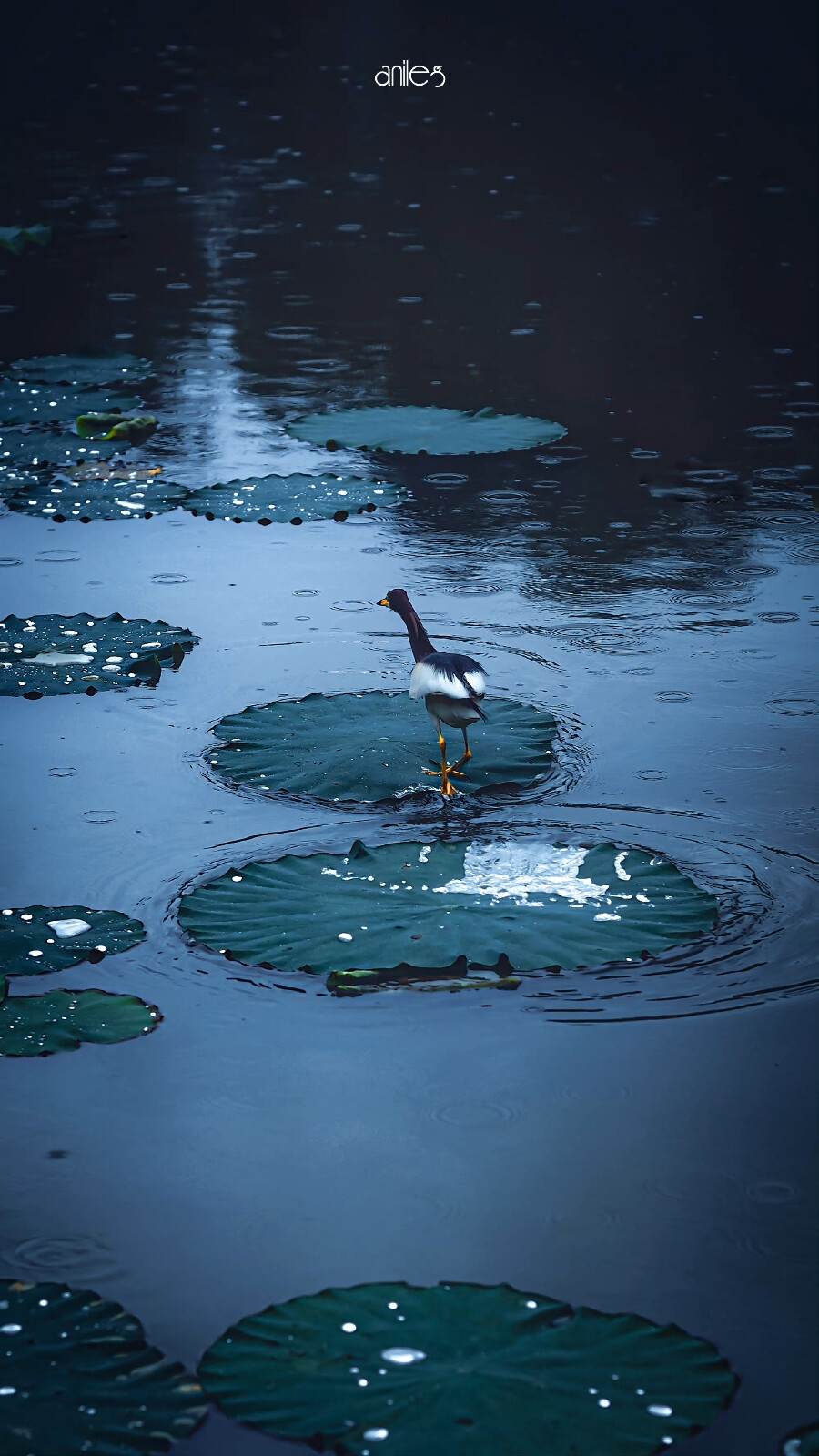 煙雨入江南
