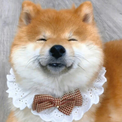 狗狗头像
