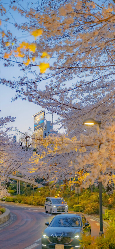 “春暖花开 奔你而来”
鲜花壁纸｜风景壁纸｜治愈系
摄影师: 【Kelvin李】