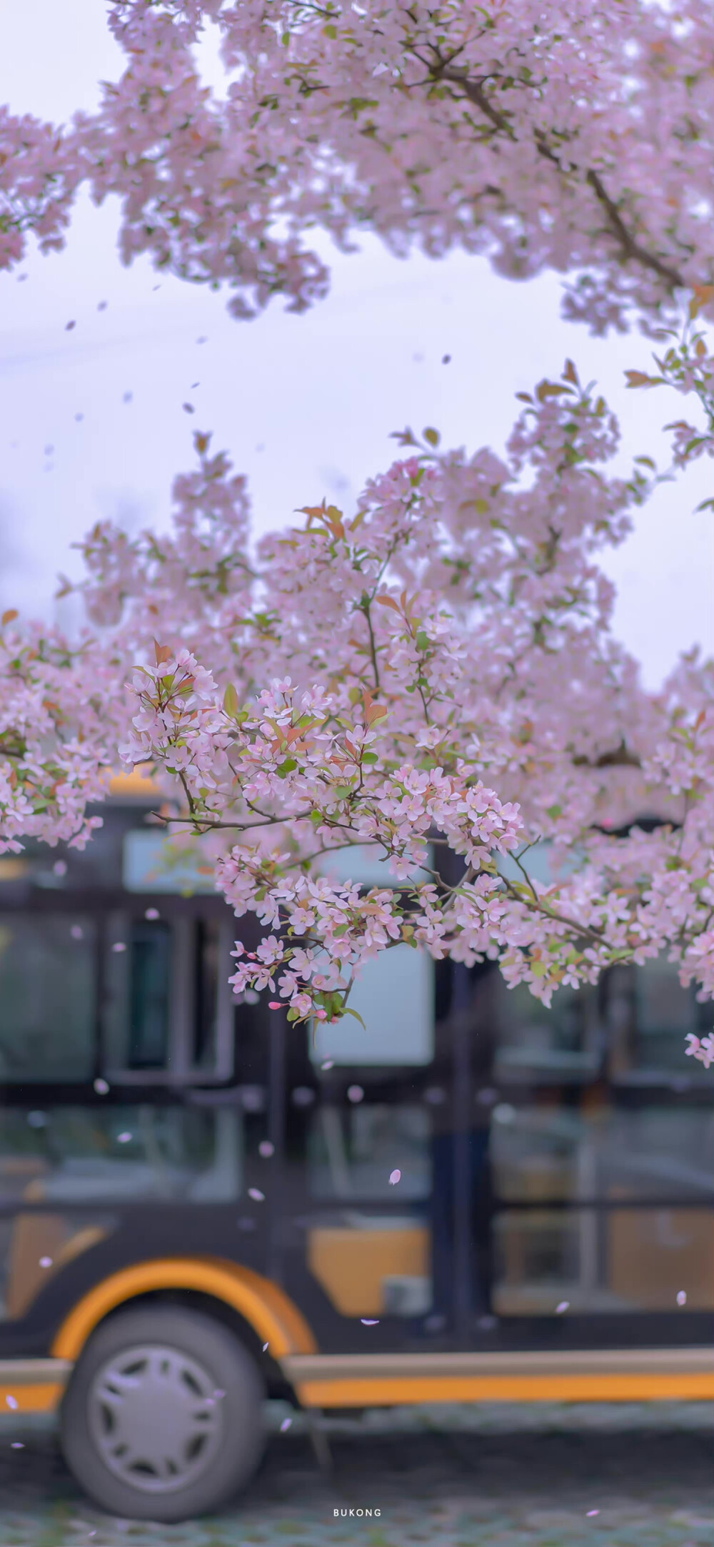 “春暖花开 奔你而来”
鲜花壁纸｜风景壁纸｜治愈系
摄影师: 【大圣不空】