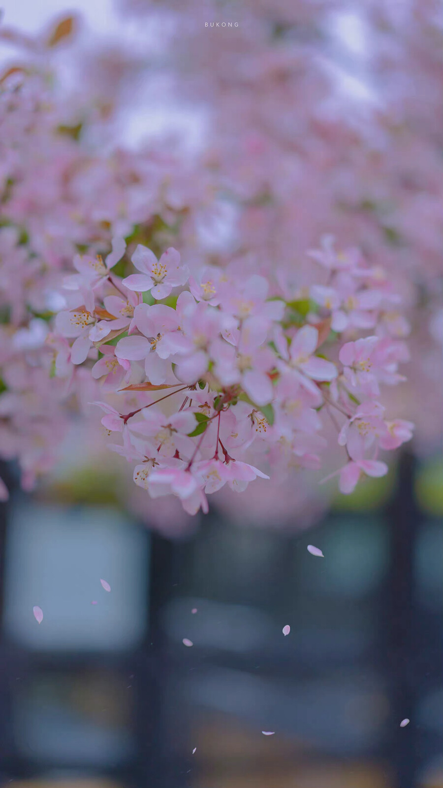 “春暖花开 奔你而来”
鲜花壁纸｜风景壁纸｜治愈系
摄影师: 【大圣不空】