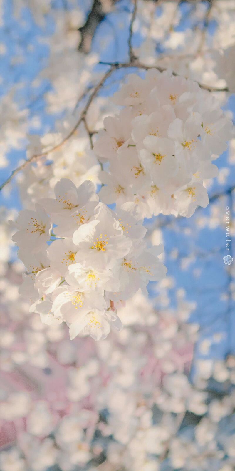 “春暖花开 奔你而来”
鲜花壁纸｜风景壁纸｜治愈系
摄影师: 【overwater】