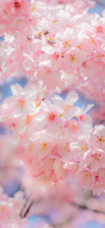 " 我在阳光下往返于春天"
「樱花.」 ​