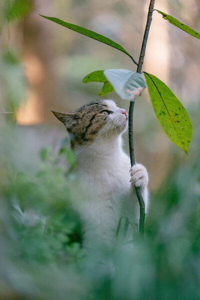 猫咪与花儿