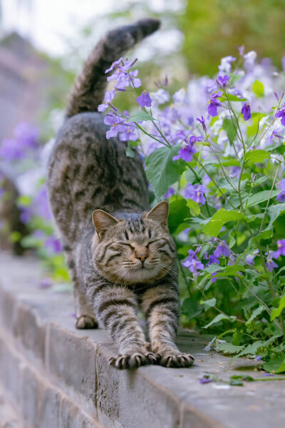 猫咪与花儿