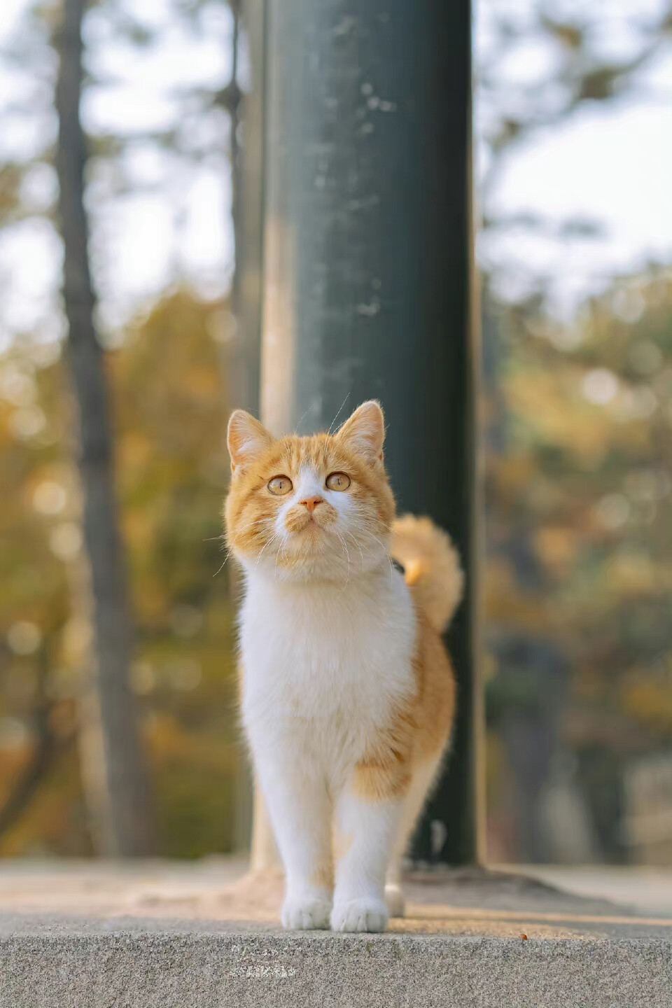 猫咪与花儿