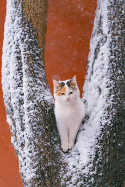 猫咪与花儿