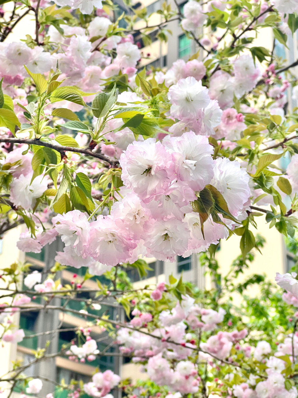 春天 樱花 壁纸 早春 